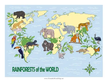 Rainforests Of The World